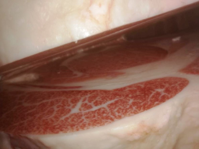 全畜連肉用牛共進会(雌牛)最優秀賞_ロース - コピー
