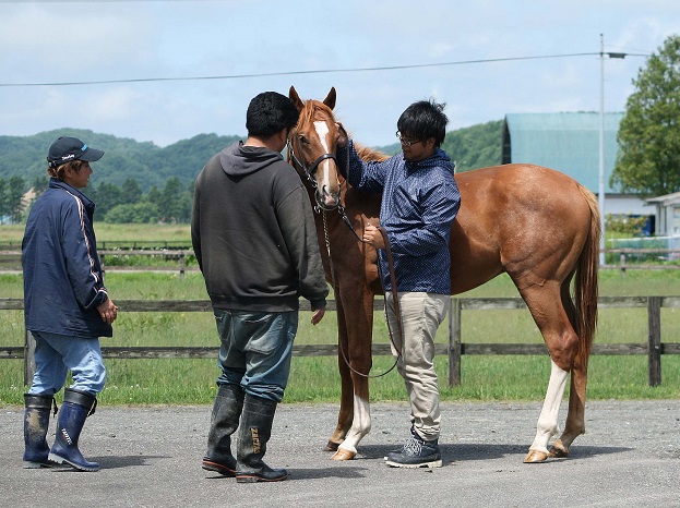 horsephotoinabab