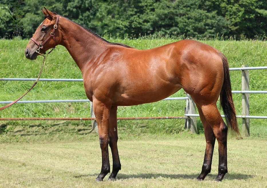 馬の写真撮影 8月第2週 jra重賞競走 三石産馬出走情報 Jaみついし 馬の写真撮影 8月第2週 jra重賞競走 三石産馬出走情報 Jaみついし