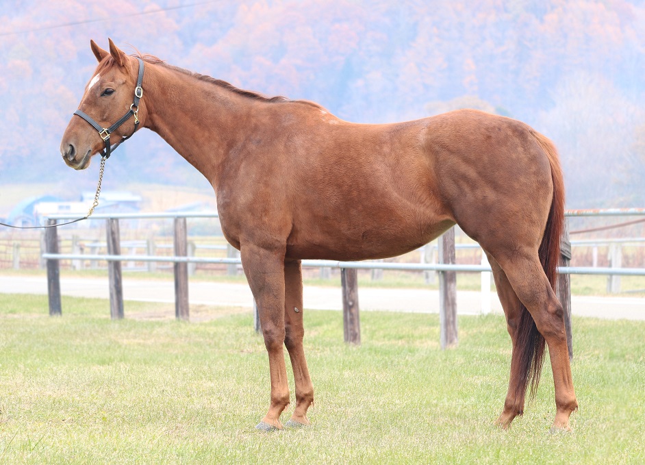 HPﾍﾞﾙｶﾝﾄ横姿20161111