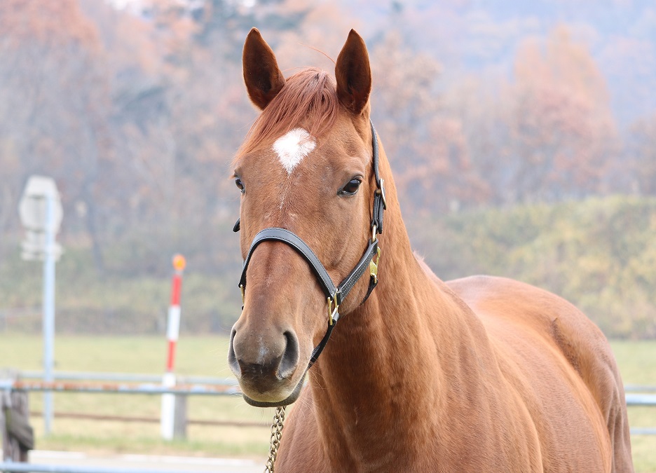 HPﾍﾞﾙｶﾝﾄ顔ｱｯﾌﾟ20161111