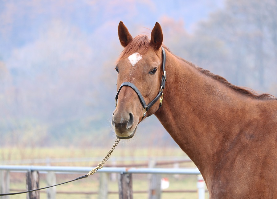HPﾍﾞﾙｶﾝﾄ顔20161111