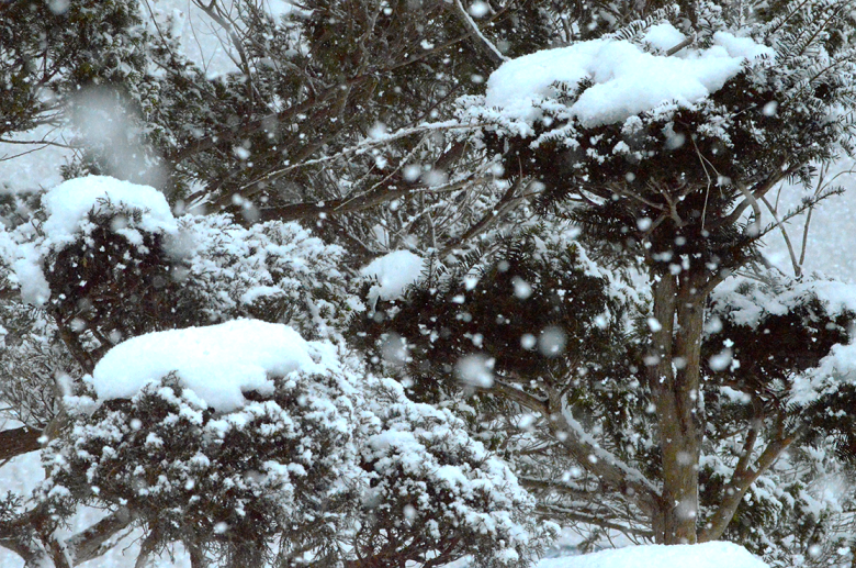 雪