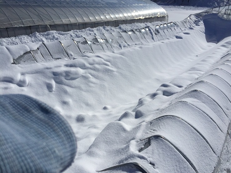 雪でつぶれたハウス