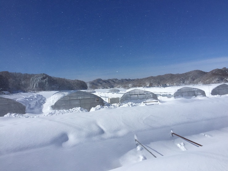 雪に埋もれたハウス