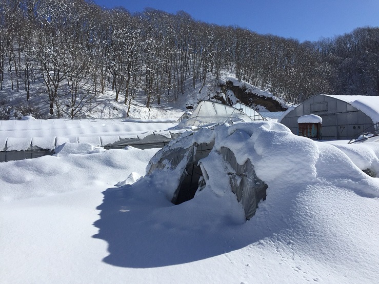 大雪ハウス倒壊