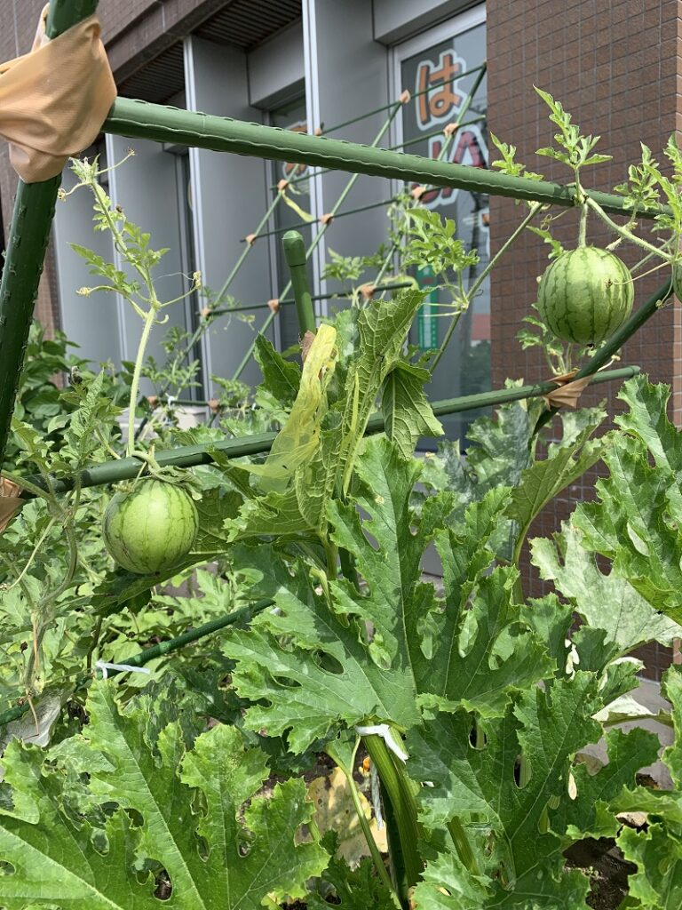 花壇生まれのお野菜たち Jaみついし