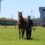審査風景をご紹介☆三石軽種馬１歳馬管理品評会