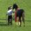 【速報】第12回サウジアラビアロイヤルカップGⅢ　中田英樹牧場生産馬　アゴルディーノ号が重賞初制覇！！